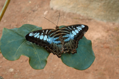 Henk-HSO-Website-21