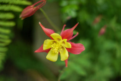 SONY DSC