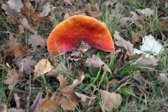 HR-herfst-1