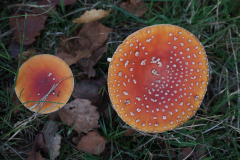 HR-herfst-2