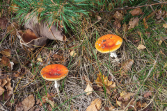 HR-herfst-3G