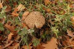 HR-herfst-5