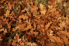 HR-herfst-6