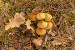 HR-herfst-7