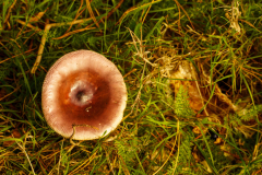 HR-herfst-8