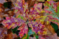 wkDSC06127