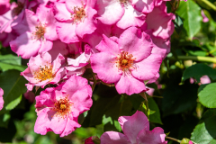 BZ-2607